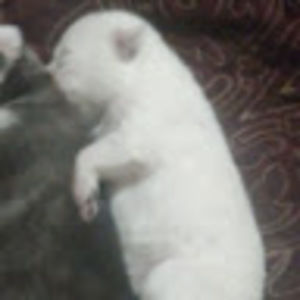 Meet your Posher, Randall